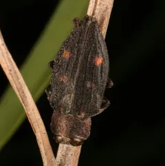 Six-marked Jewel Beetle thumbnail 3