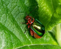Spot-necked Kuschelina thumbnail 1