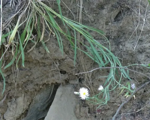 Longleaf Fleabane