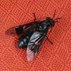 Charcoal Deer Fly thumbnail 3