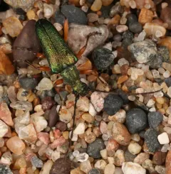 Red-footed Longhorn Beetle thumbnail 2