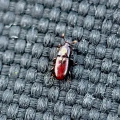 Cerylon unicolor thumbnail 3