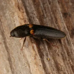 Ampedus protervus thumbnail 3