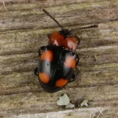 Mycetina perpulchra thumbnail 3