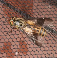 Striated Deer Fly thumbnail 3
