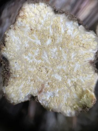 Choiromyces alveolatus