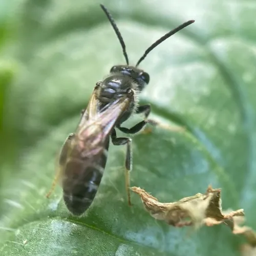 Bald-spot Sweat Bee