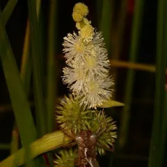 unbranched bur-reed thumbnail 1