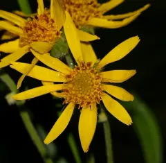 chamisso arnica thumbnail 2