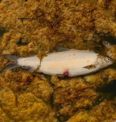 Lake Whitefish