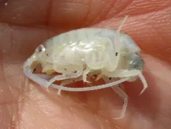 Common Atlantic Sandhopper thumbnail 2