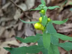 downy yellow false foxglove thumbnail 3