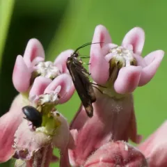 Scythris basilaris thumbnail 2