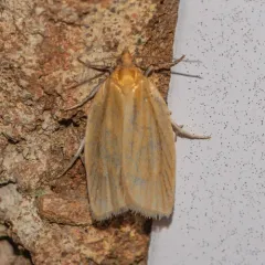 Clemens' Clepsis Moth thumbnail 4