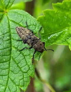 Blackman's False Darkling Beetle thumbnail 2