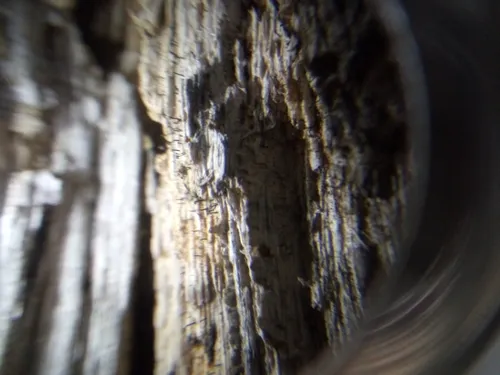 Brown-head Stubble Lichen
