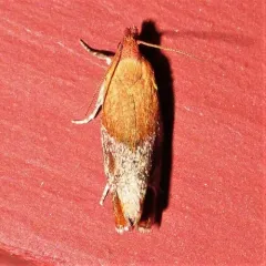 Epinotia madderana thumbnail 2