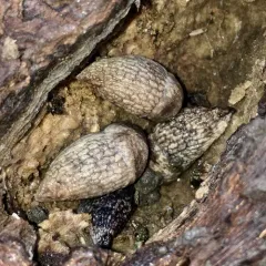 Milky Slug thumbnail 2