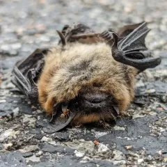 Eastern Small-footed Myotis thumbnail 4