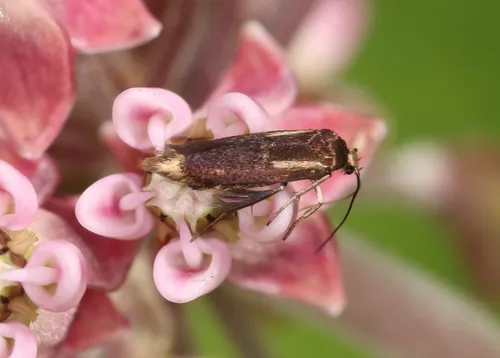 Scythris basilaris