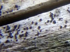 Rhizodiscina lignyota thumbnail 2