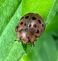Mexican Bean Beetle thumbnail 4