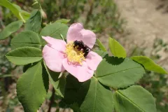 White-fronted Small-Mason thumbnail 2
