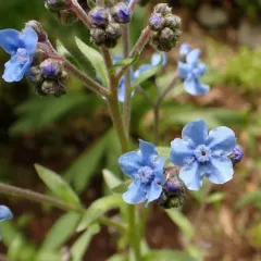 Chinese forget-me-not thumbnail 3