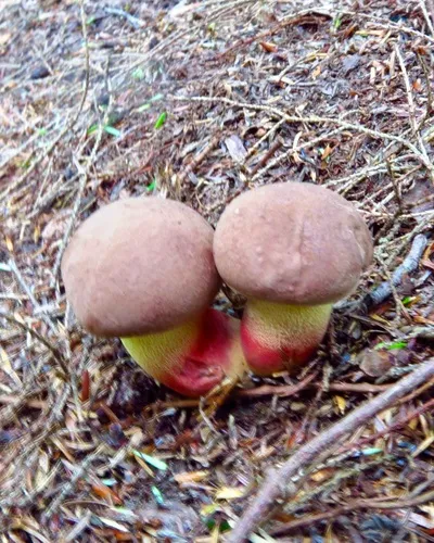 Butyriboletus brunneus