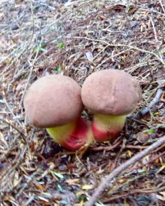 Butyriboletus brunneus thumbnail 1