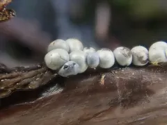 Diderma umbilicatum thumbnail 1