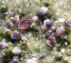 Amethyst Gem Clam thumbnail 4