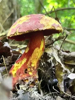 Boletus rubroflammeus thumbnail 2