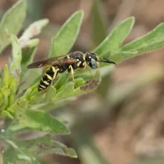 Philanthus politus thumbnail 4