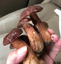 Beveled-cap Bolete thumbnail 2