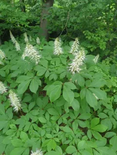 bottlebrush buckeye thumbnail 4