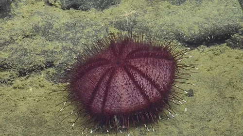 Sperosoma obscurum