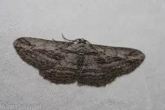 Mountain Mahogany Looper Moth thumbnail 3