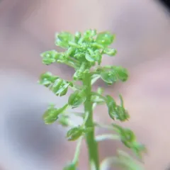 Appalachian adder's-mouth thumbnail 2