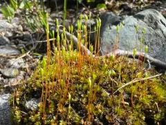 Marsh Collar-moss thumbnail 2