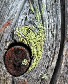 yellow soot lichen thumbnail 2