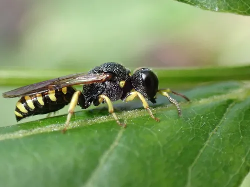Lestica producticollis
