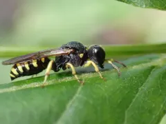 Lestica producticollis thumbnail 1