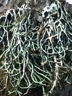 Ticker-tape Lichen thumbnail 3