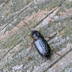 Selenophorus hylacis thumbnail 2