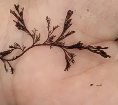 coarse sea lace thumbnail 4