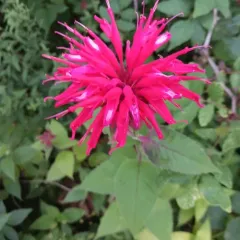 Scarlet Beebalm thumbnail 4