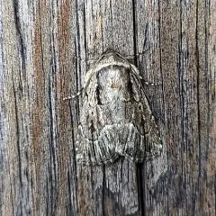 honeysuckle budworm thumbnail 4