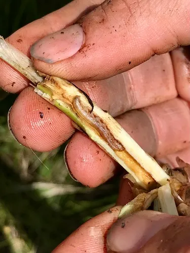Bogbean Borer Moth
