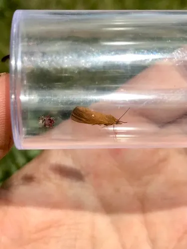 Bog Virbia Moth